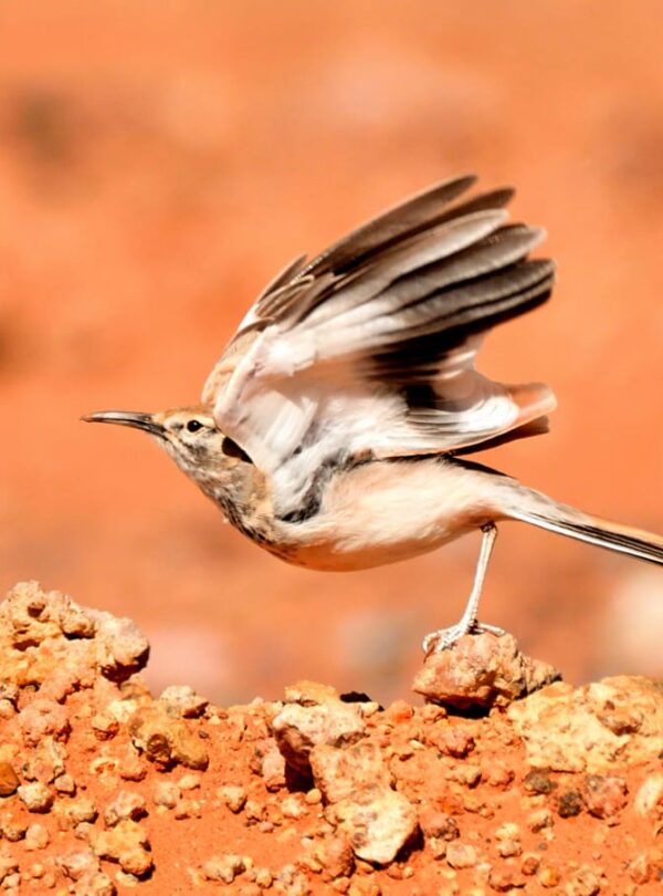 1 Day Merzouga Wildlife Tour (1)