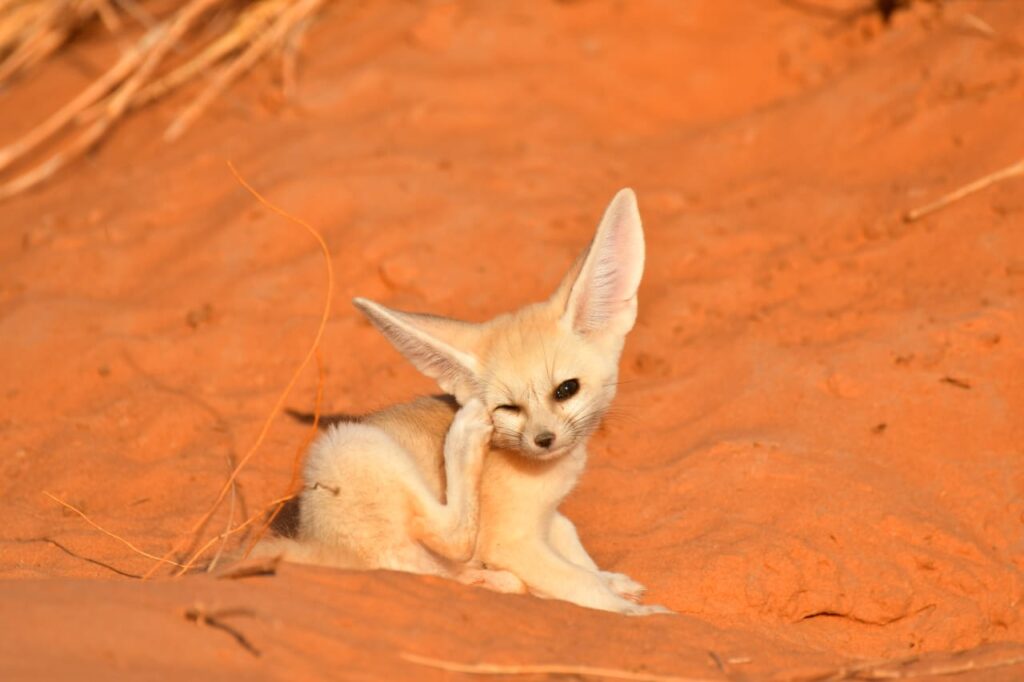 1 Day Merzouga Wildlife Tour (1)