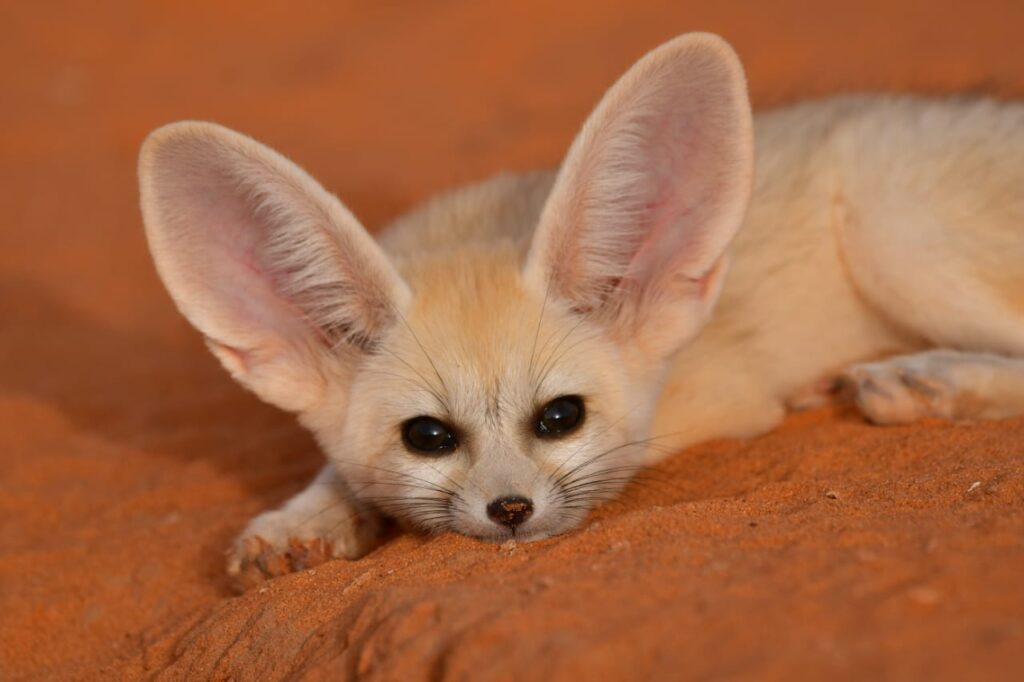1 Day Merzouga Wildlife Tour (1)