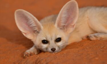 1 Day Merzouga Wildlife Tour (1)