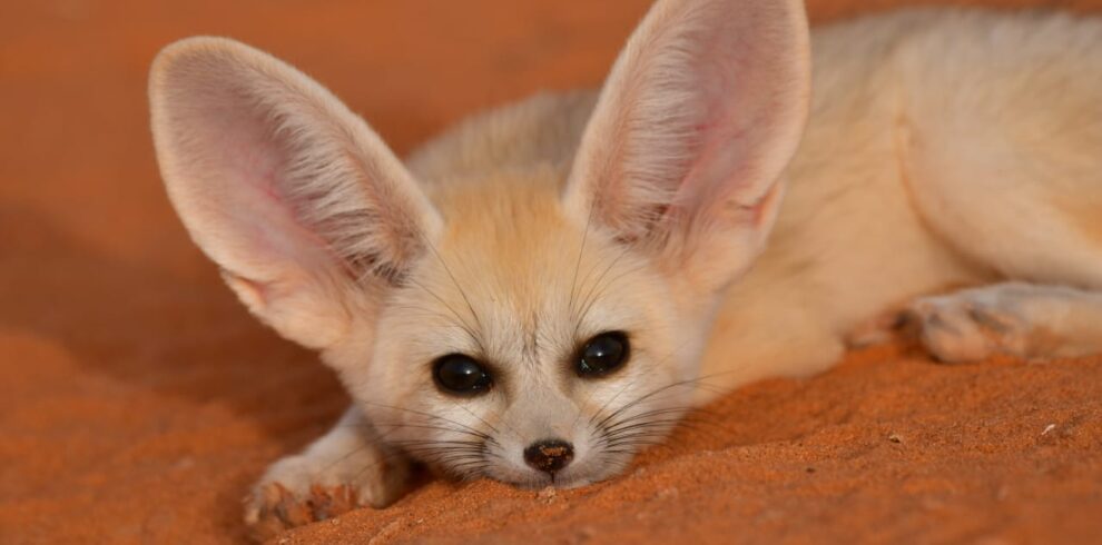 1 Day Merzouga Wildlife Tour (1)