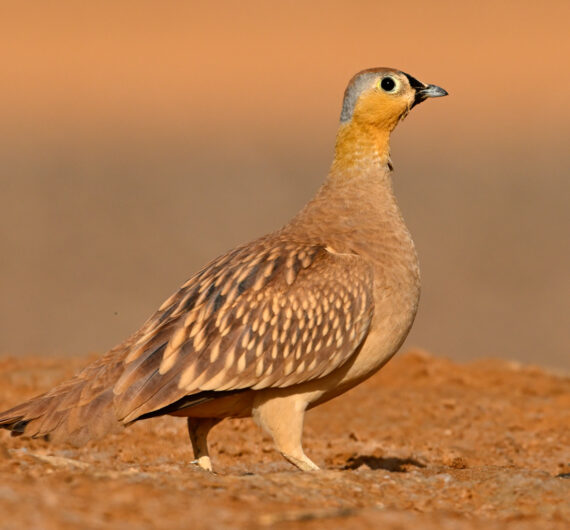 1 Day Merzouga Wildlife Tour (1)