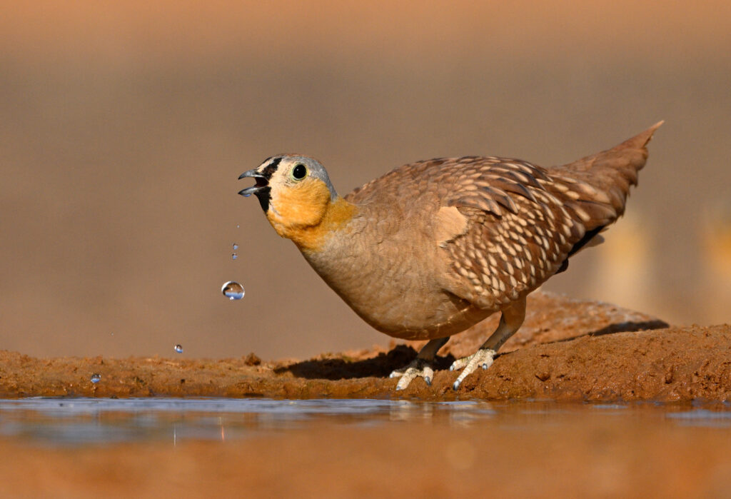 1 Day Merzouga Wildlife Tour (1)
