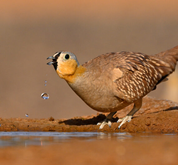 1 Day Merzouga Wildlife Tour (1)