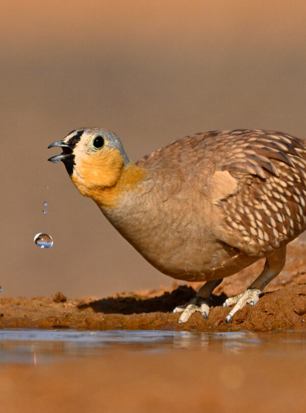 1 Day Merzouga Wildlife Tour (1)