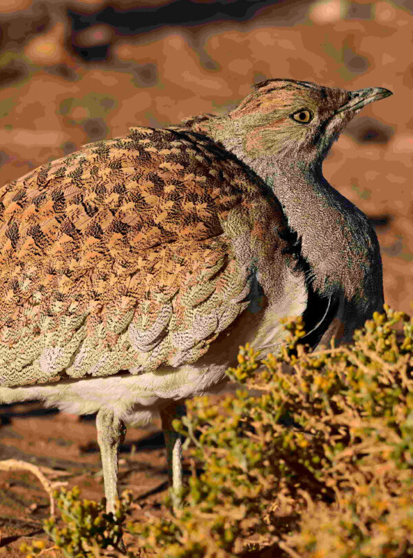 1 Day Merzouga Wildlife Tour (1)