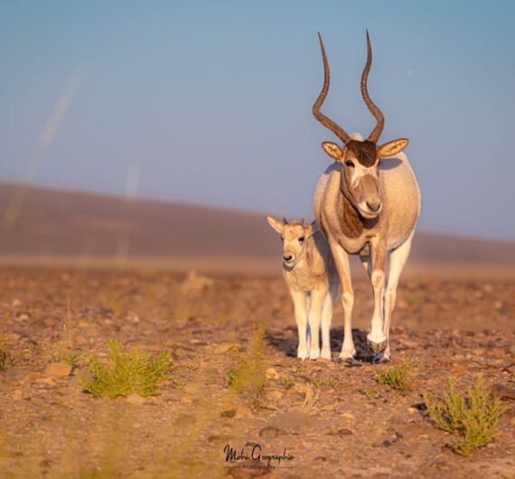 10 Days Sahara Wildlife Tour