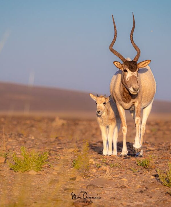 10 Days Sahara Wildlife Tour