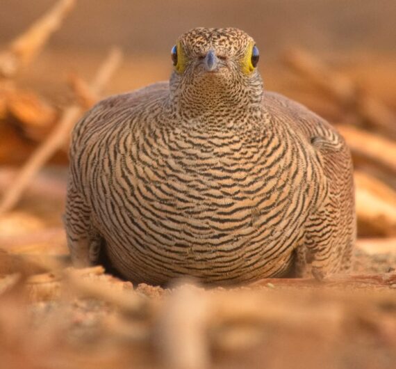 10 Days Sahara Wildlife Tour