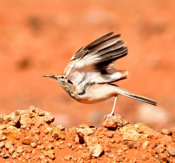 10 Days Sahara Wildlife Tour