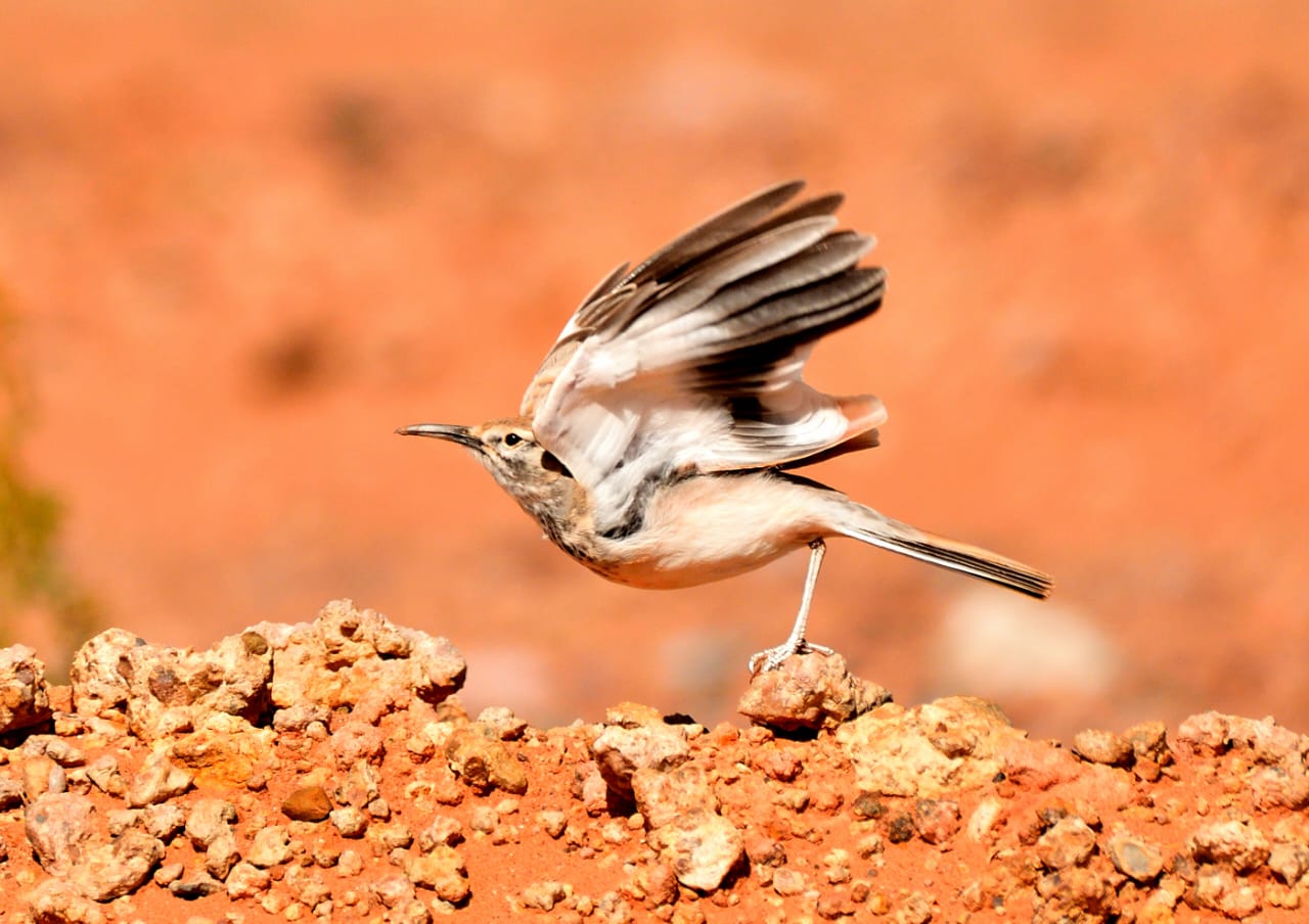 10 Days Sahara Wildlife Tour