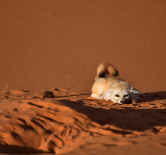 10 Days Sahara Wildlife Tour