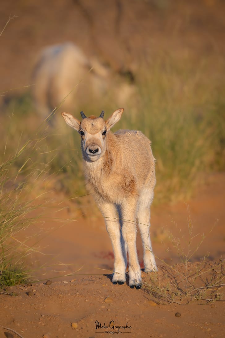 10 Days Sahara Wildlife Tour