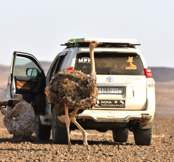 10 Days Sahara Wildlife Tour