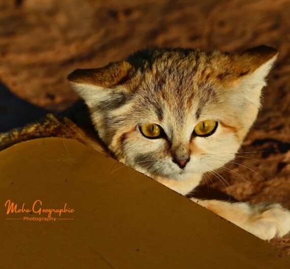 10 Days Sahara Wildlife Tour