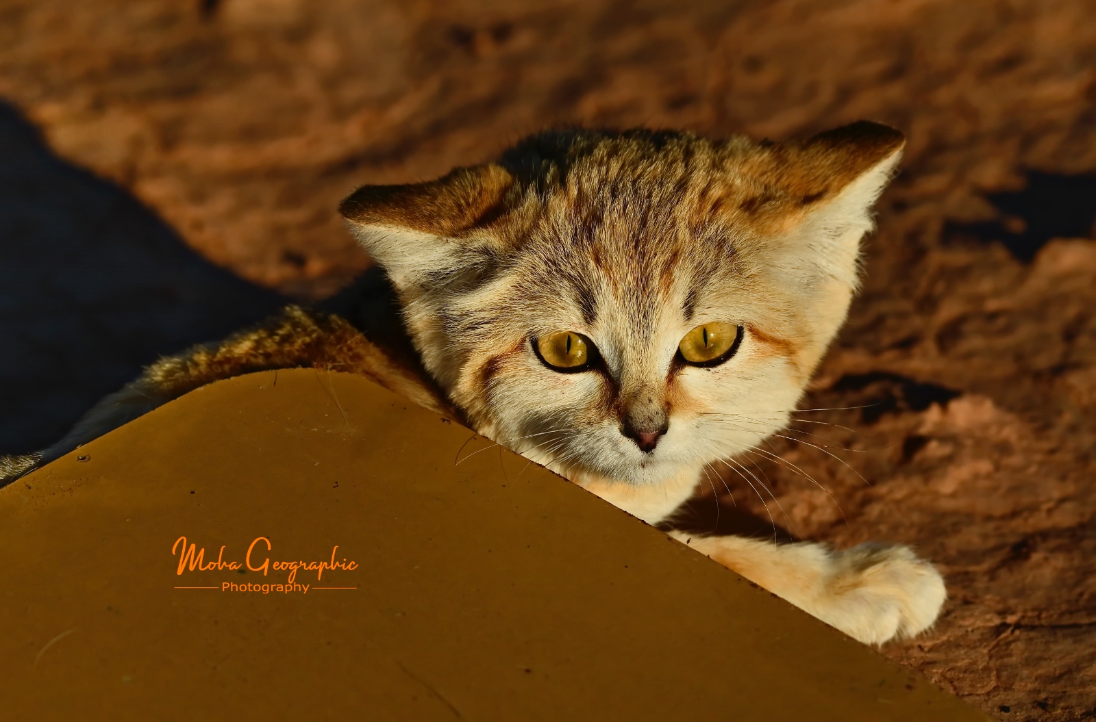 10 Days Sahara Wildlife Tour