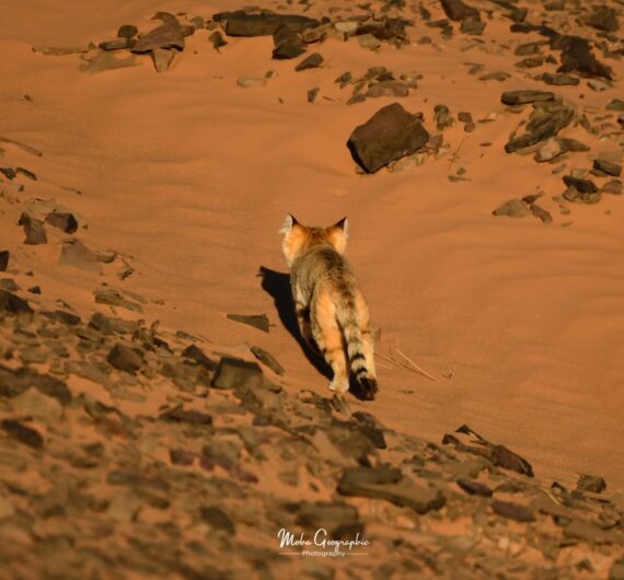 10 Days Sahara Wildlife Tour