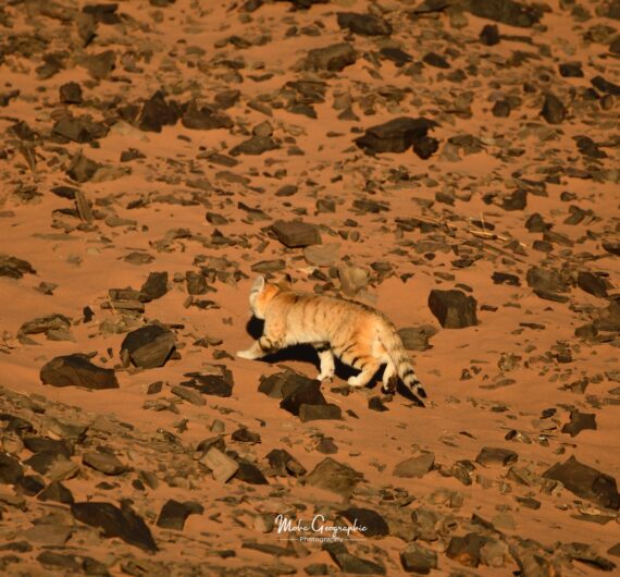 10 Days Sahara Wildlife Tour