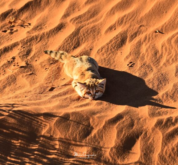 10 Days Sahara Wildlife Tour