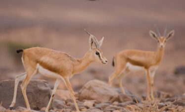 10 Days Sahara Wildlife Tour