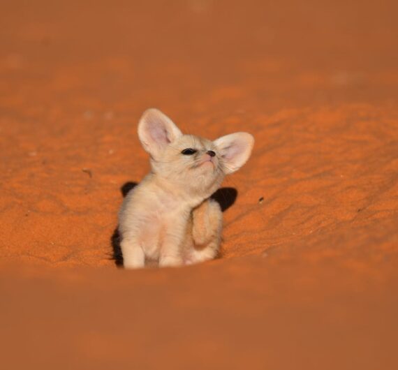 10 Days Sahara Wildlife Tour