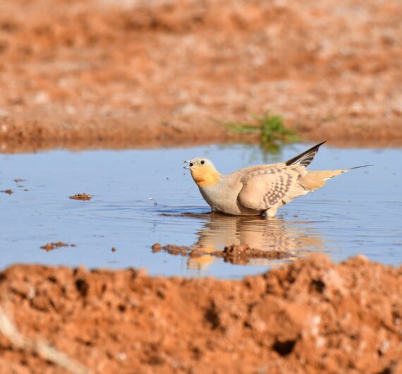 10 Days Sahara Wildlife Tour