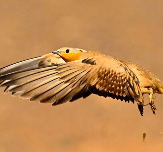 10 Days Sahara Wildlife Tour