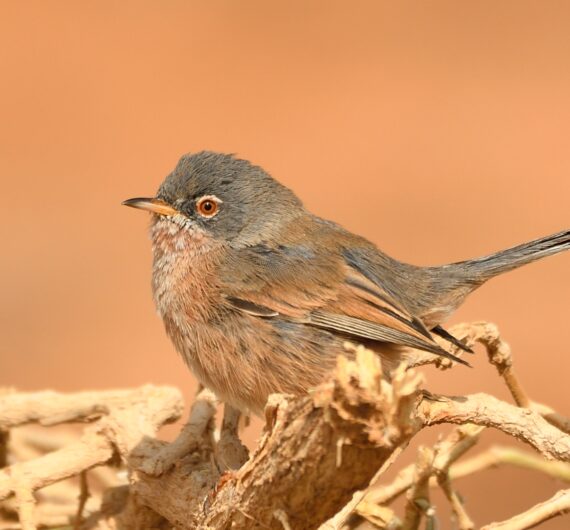 10 Days Sahara Wildlife Tour