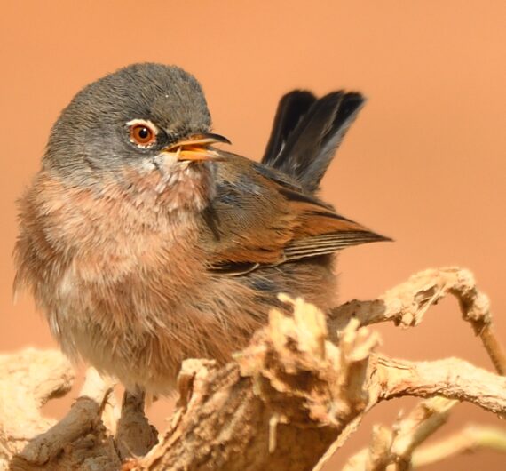 10 Days Sahara Wildlife Tour
