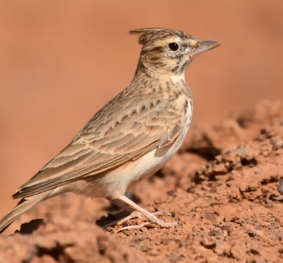 10 Days Sahara Wildlife Tour