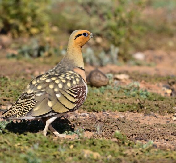 10 Days Sahara Wildlife Tour