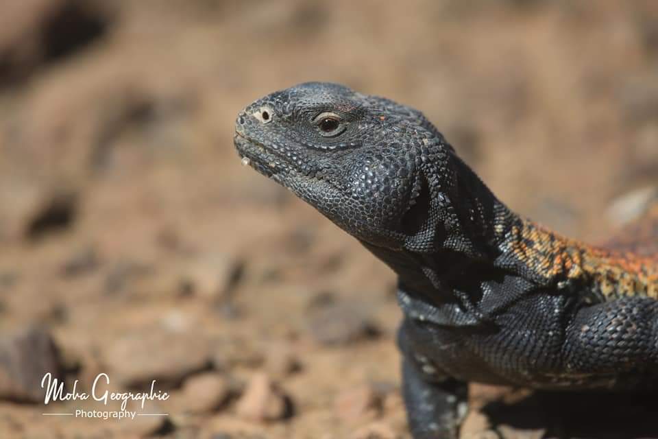 10 Days Sahara Wildlife Tour