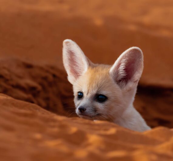 10 Days Sahara Wildlife Tour