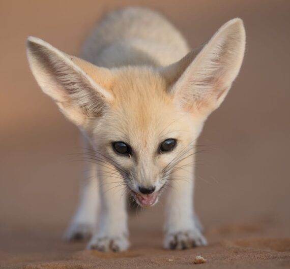 10 Days Sahara Wildlife Tour