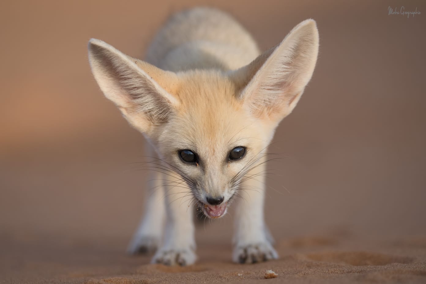 10 Days Sahara Wildlife Tour