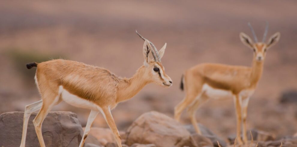 10 Days Sahara Wildlife Tour