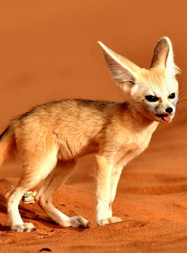 2 days birdwatching in merzouga (1)