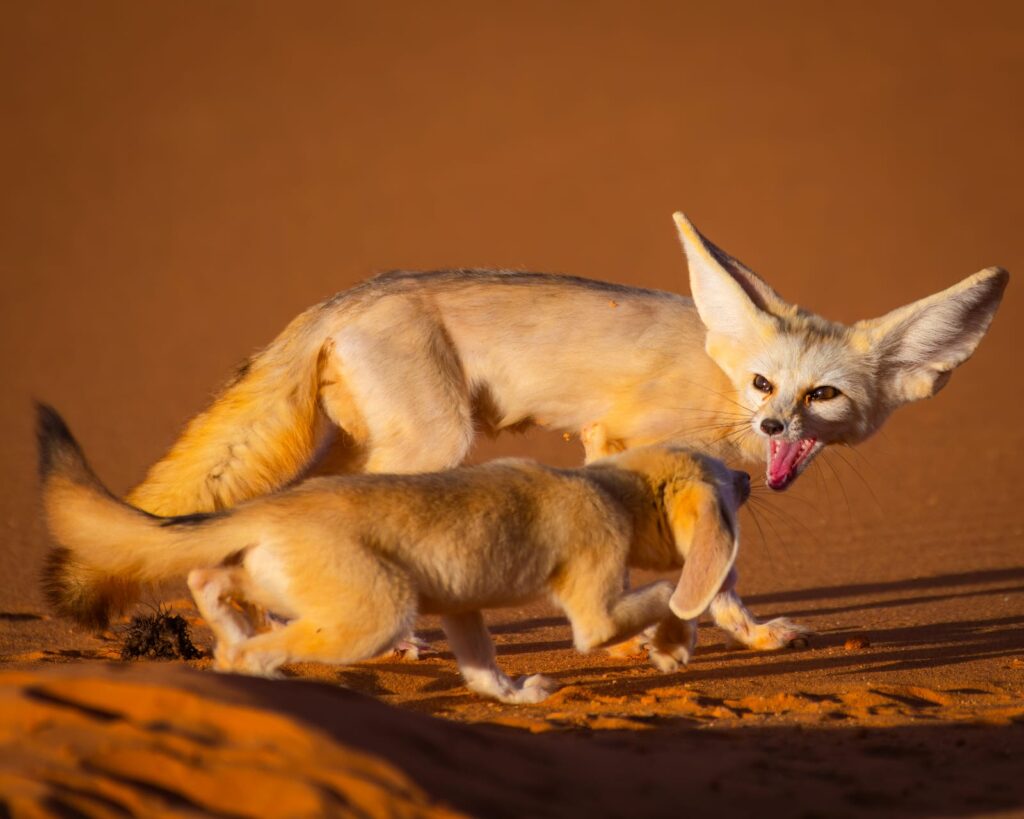 2 days birdwatching in merzouga (1)