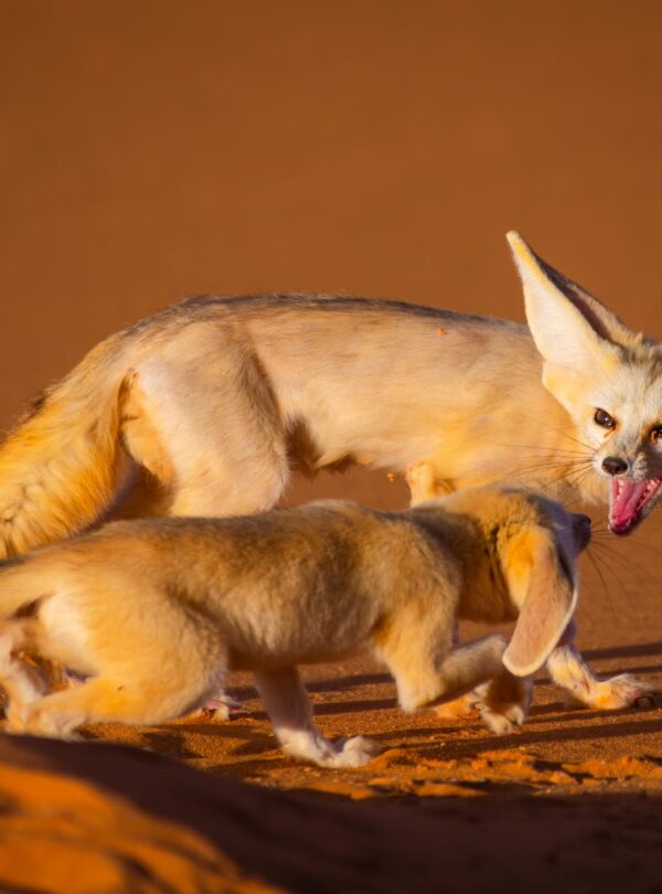 2 days birdwatching in merzouga (1)