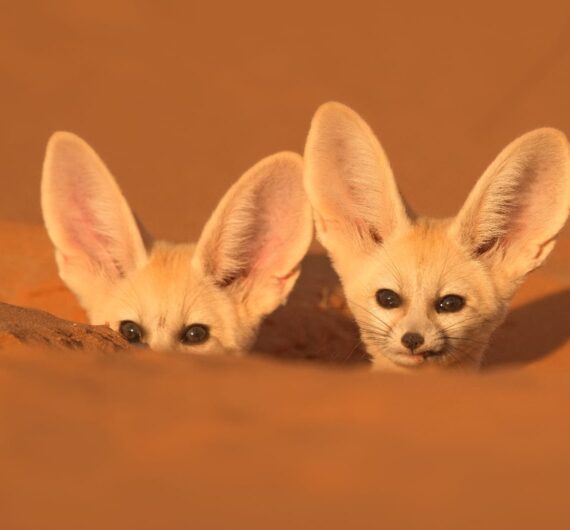 2 days birdwatching in merzouga (1)