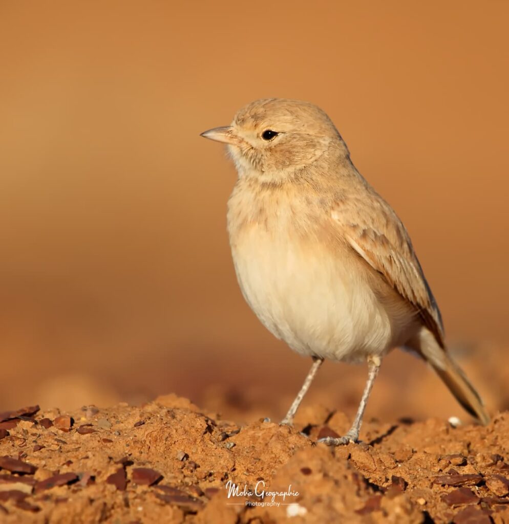 2 days birdwatching in merzouga (1)