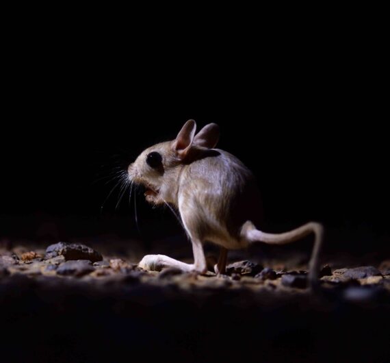 2 days birdwatching in merzouga (1)