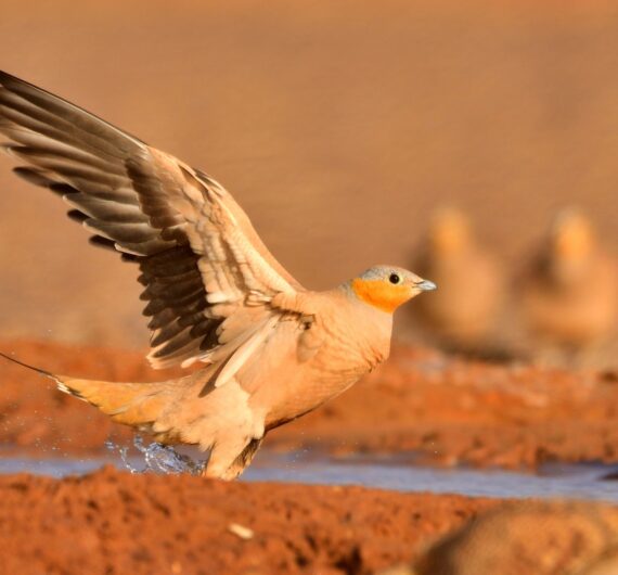 2 days birdwatching in merzouga (1)