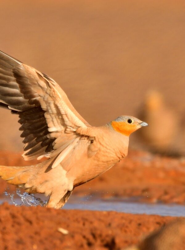 2 days birdwatching in merzouga (1)
