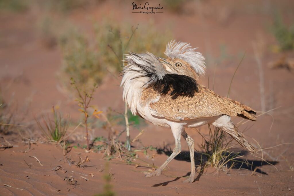 3 Days Sahara Wildlife Safari