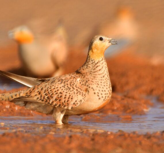 3 Days Sahara Wildlife Safari