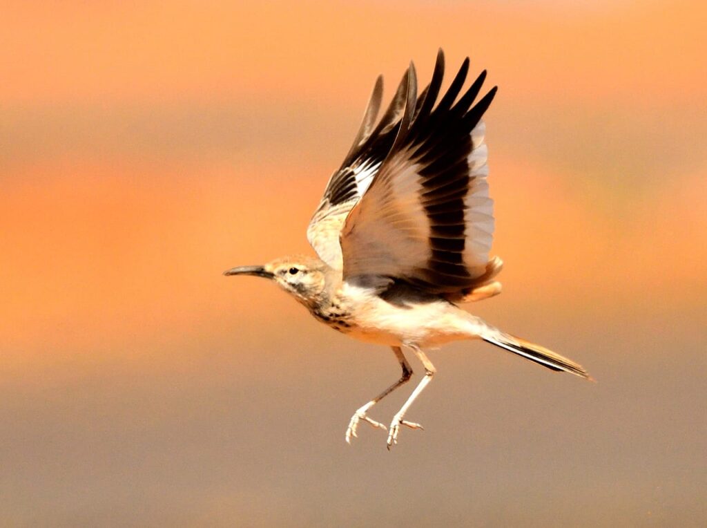 3 Days Sahara Wildlife Safari