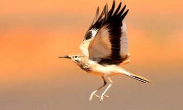 3 Days Sahara Wildlife Safari