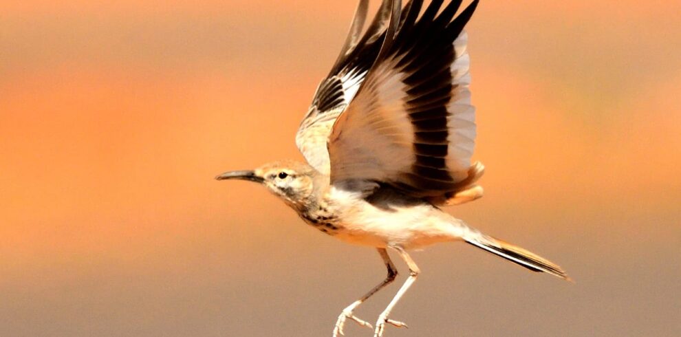 3 Days Sahara Wildlife Safari