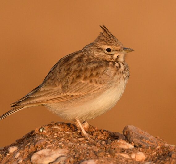 3 Days Sahara Wildlife Safari